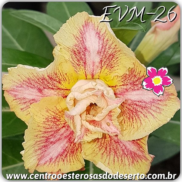 Rosa do Deserto Muda de Enxerto - EVM-026 - Flor Dobrada