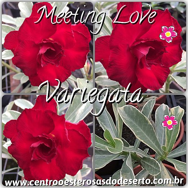 Rosa do Deserto Muda de Enxerto - Meeting Love - Variegata de Flor Tripla