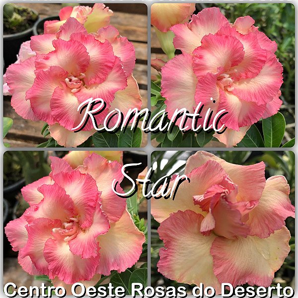 Rosa do Deserto Muda de Enxerto - Romantic Star - Flor Dobrada