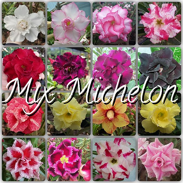 Semente Multi-Petals Mixed Coleção Michelon - Kit com 10 sementes