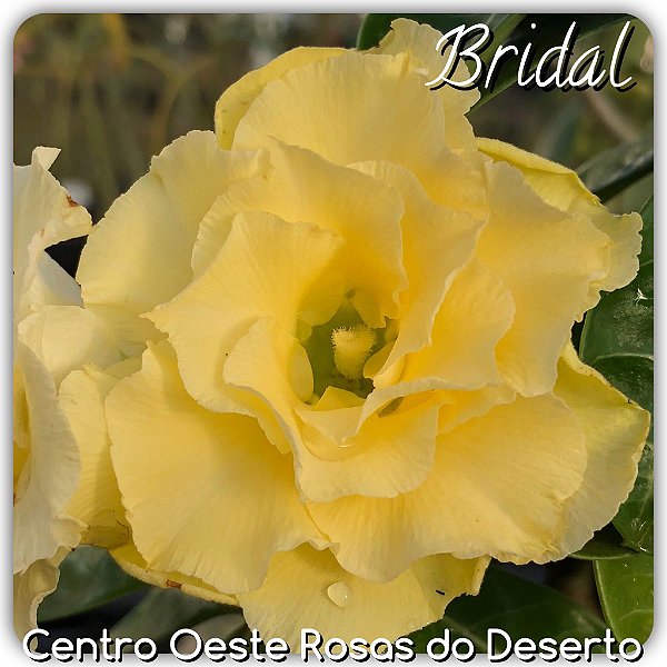 Rosa do Deserto Enxerto - Bridal Bouquet - Pote 20