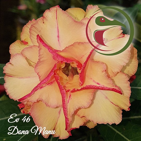 Rosa do Deserto Muda de Enxerto - EV-046 - Dona Manu - Flor Tripla