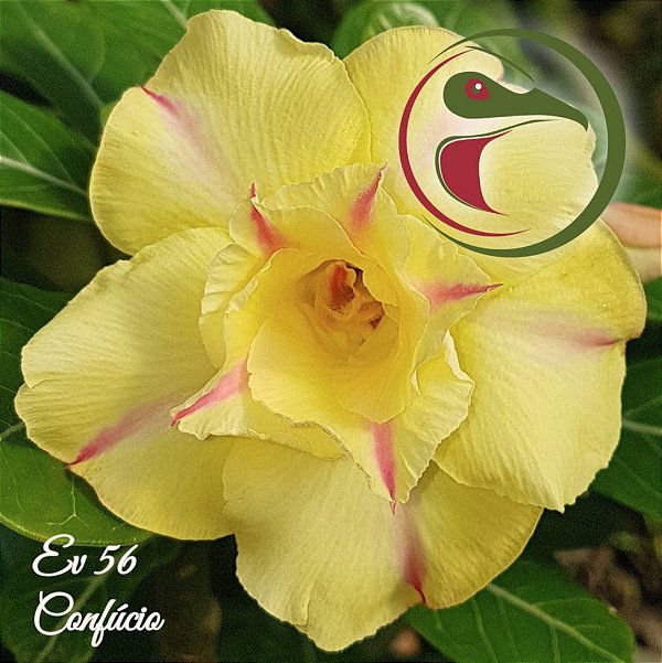 Rosa do Deserto Muda de Enxerto - EV-056 - Confúcio - Flor Dobrada
