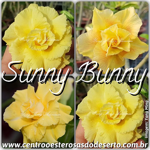 Rosa do Deserto Enxerto - Sunny Bunny