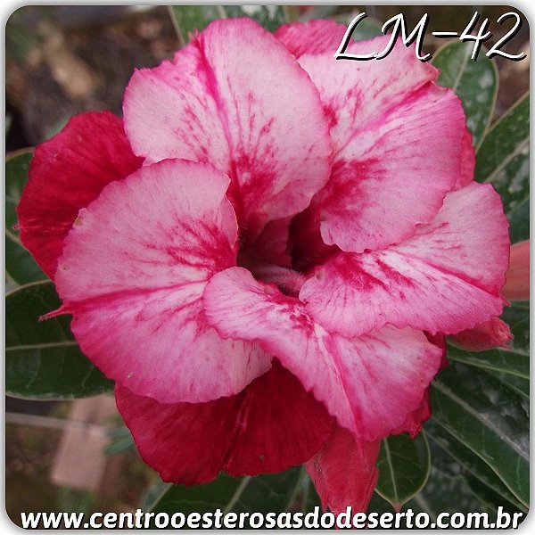 Rosa do Deserto Muda de Enxerto - LM-42 - Flor Dobrada