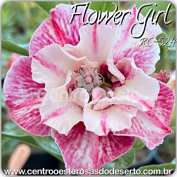 Rosa do Deserto Muda de Enxerto - Flower Girl (RC-524) - Flor Dobrada