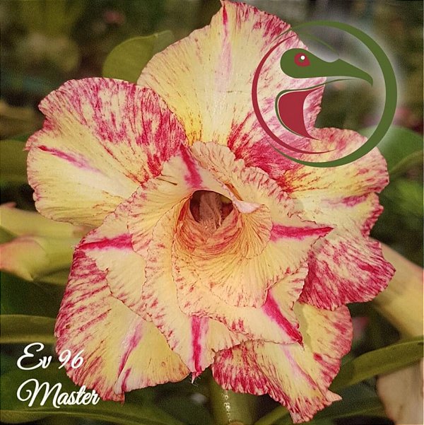 Rosa do Deserto Muda de Enxerto - EV-096 - Master - Flor Dobrada