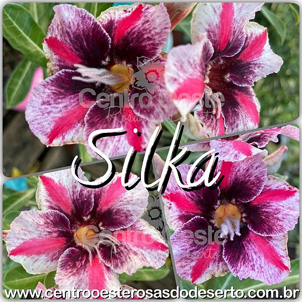 Rosa do Deserto Muda de Enxerto - Silka - Flor Simples - Cuia 21