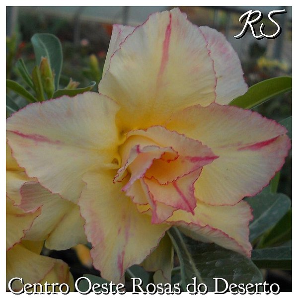 Rosa do Deserto Muda de Enxerto - RS - Flor Tripla