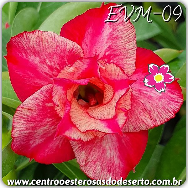 Rosa do Deserto Muda de Enxerto - EVM-009 - Flor Dobrada