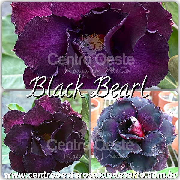 Rosa do Deserto Enxerto - Black Bearl (RC539)