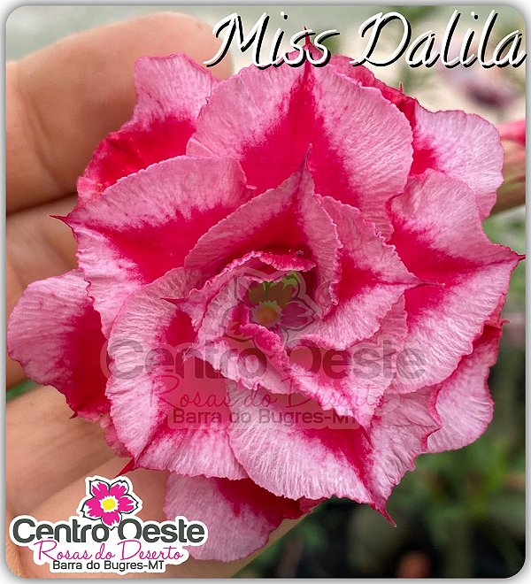 Rosa do Deserto Muda de Enxerto - Miss Dalilla - Flor Tripla