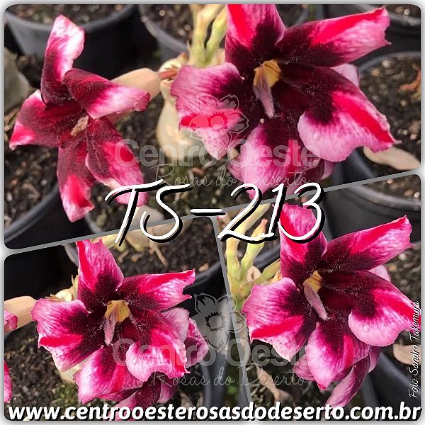 Rosa do Deserto Muda de Enxerto - TS-213 - Flor Simples