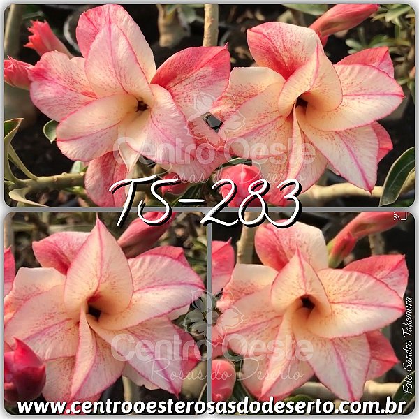 Rosa do Deserto Muda de Enxerto - TS-283 - Flor Dobrada