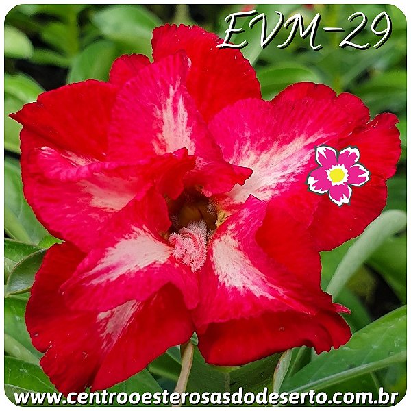 Rosa do Deserto Muda de Enxerto - EVM-029 Flor Dobrada