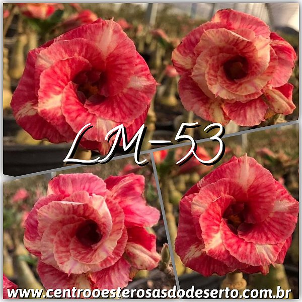 Rosa do Deserto Enxerto - LM-53