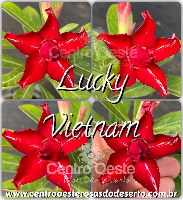 Rosa do Deserto Muda de Enxerto - Lucky Vietnam
