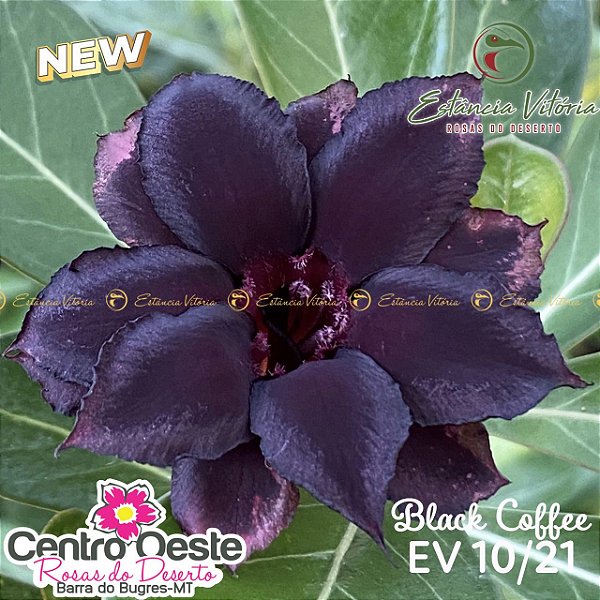 Rosa do Deserto Enxerto - EV-010 Black Coffee