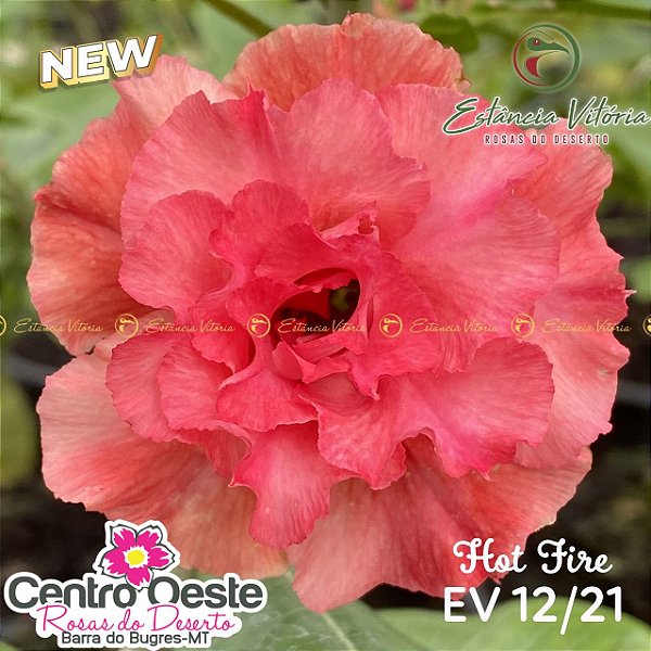 Rosa do Deserto Enxerto - EV-012 Hot Fire