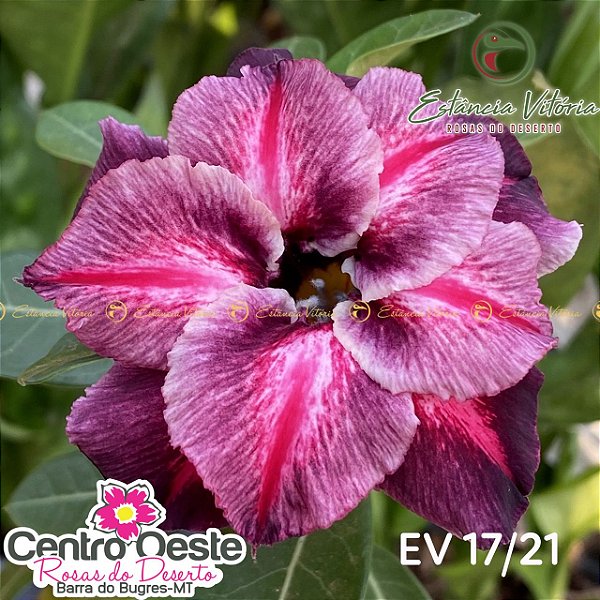 Rosa do Deserto Enxerto - EV-017