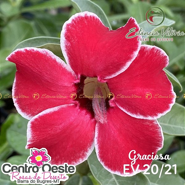 Rosa do Deserto Enxerto - EV-020 Graciosa