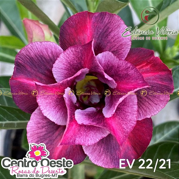 Rosa do Deserto Enxerto - EV-022