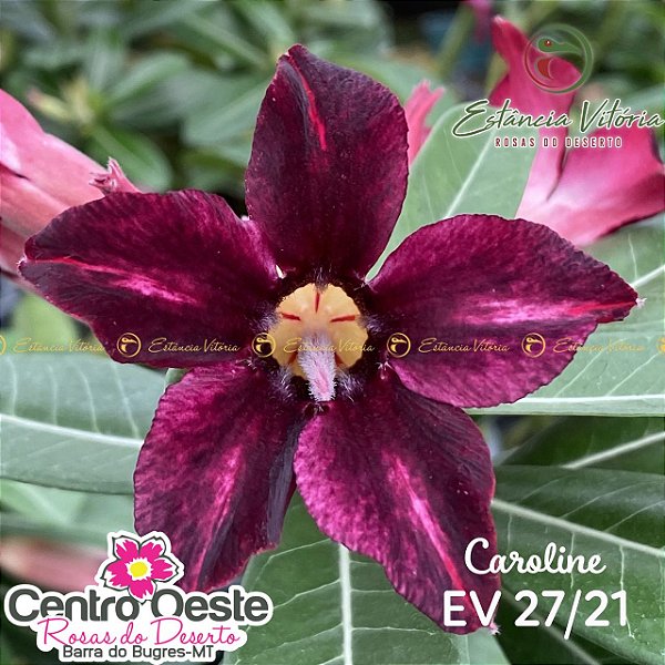 Rosa do Deserto Enxerto EV-027 Caroline
