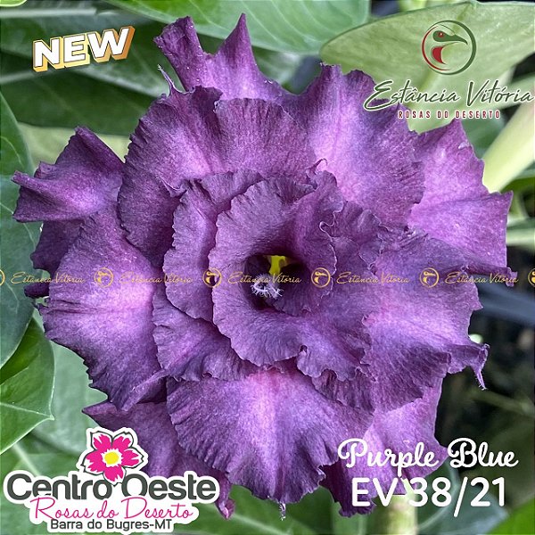 Rosa do Deserto Enxerto EV-038 Purple Blue