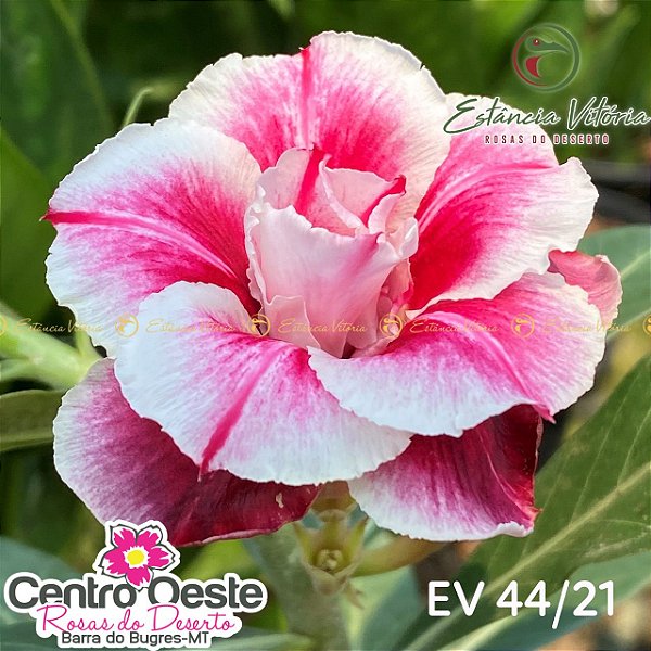 Rosa do Deserto Enxerto EV-044