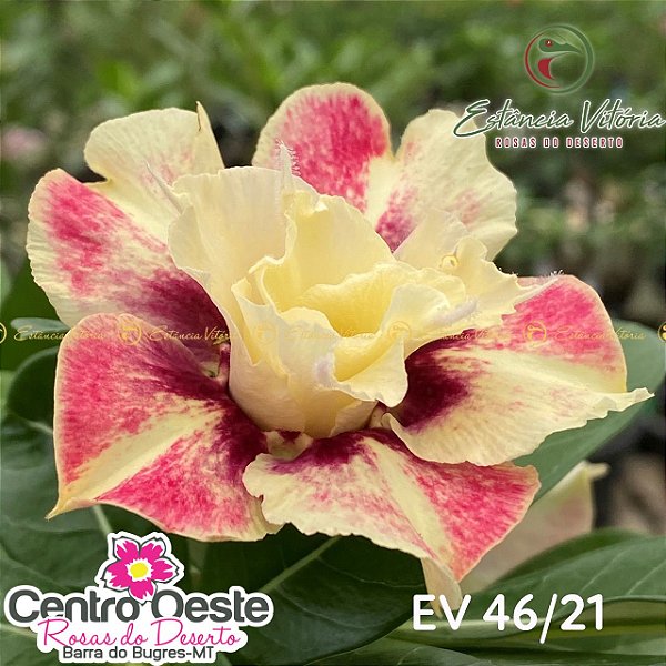 Rosa do Deserto Enxerto EV-046