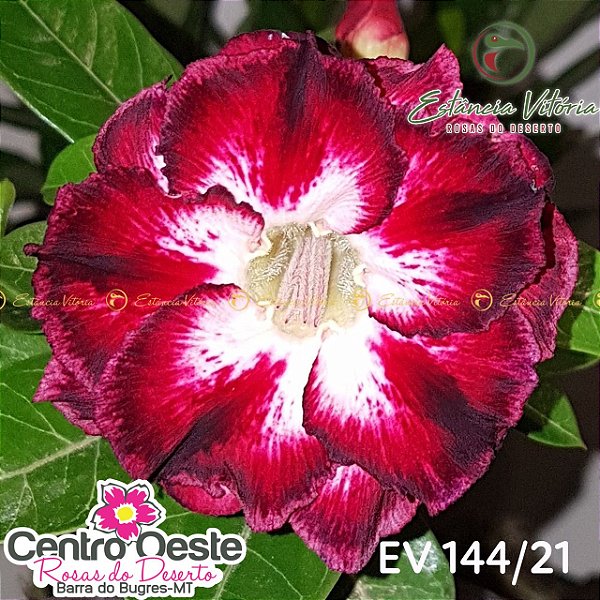 Rosa do Deserto Enxerto EV-144