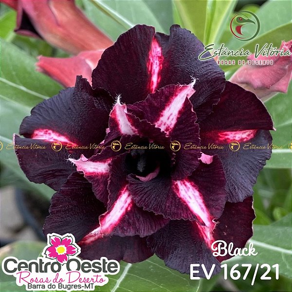 Rosa do Deserto Enxerto EV-167 Black