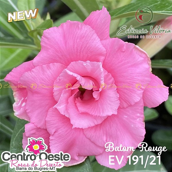 Rosa do Deserto Enxerto EV-191 Batom Rouge