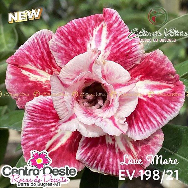 Rosa do Deserto Enxerto EV-198 Love More