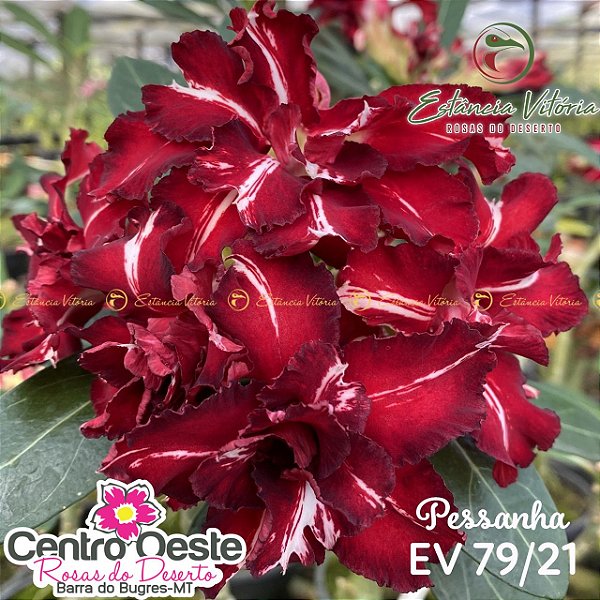 Rosa do Deserto Enxerto - EV-079 Pessanha