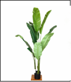 YS001 1.6米裂口旅人蕉 9叶