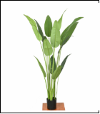 1584 1.1米天堂鸟 14叶