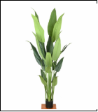 1582 1.5米天堂鸟 20叶