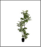 1733 1.5米小3杆6头漆木