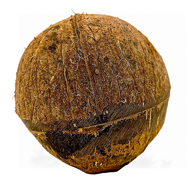 Coco para Estouro Natural – Artigo Religioso