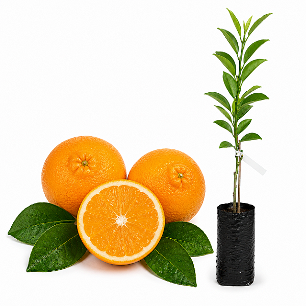 Muda de Laranja Doce Baía de Cabula IAC Enxertada