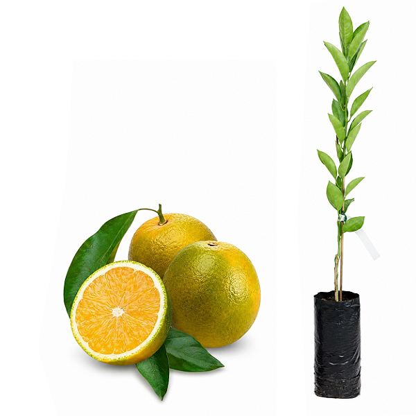 Muda de Laranja Pera IAC Enxertada