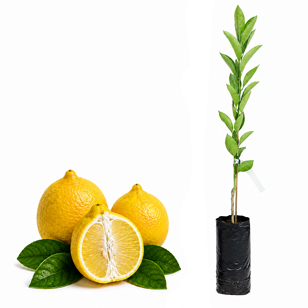 Muda de Laranja Champanha Enxertada