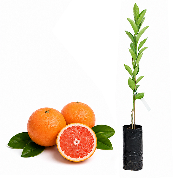 Muda de Laranja Cara Cara Enxertada