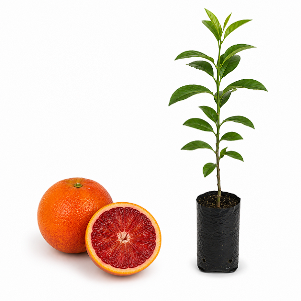 Muda de Laranja Sanguínea de Mombuca Enxertada