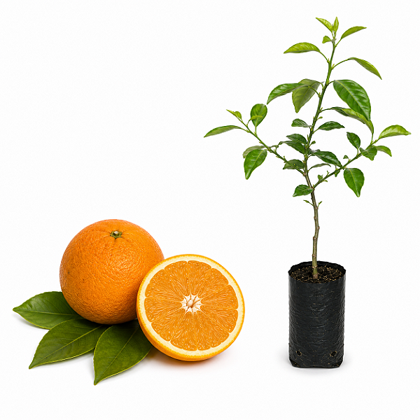 Muda de Laranja Lane Late Enxertada