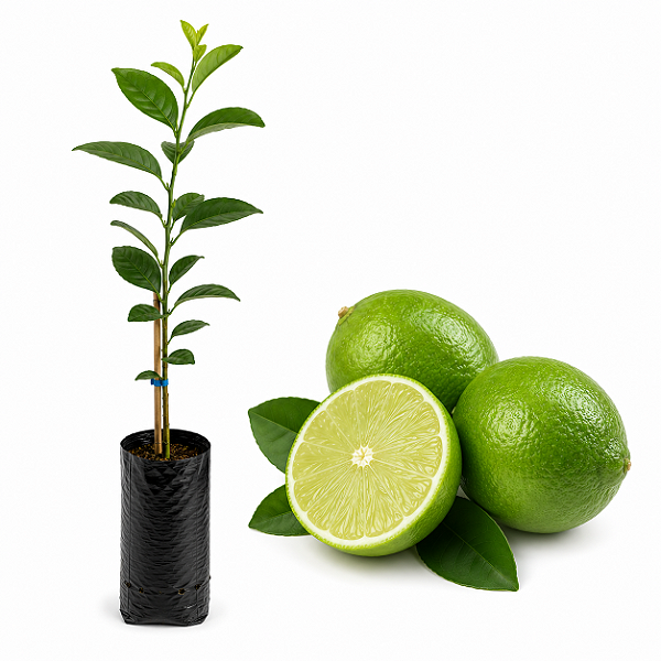 Muda de Limão Tahiti Enxertada