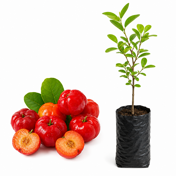 Muda de Acerola