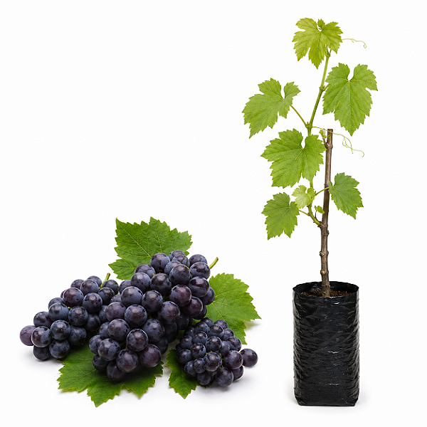 Muda de Uva