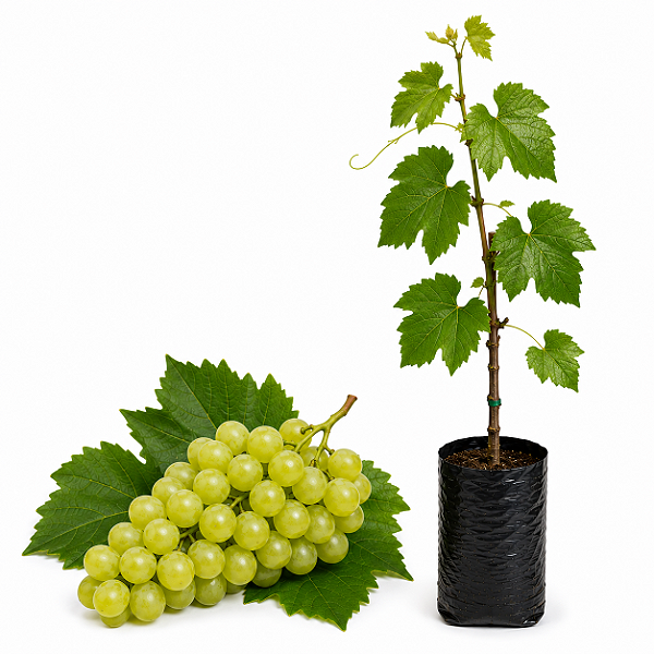 Muda de Uva Niágara Branca